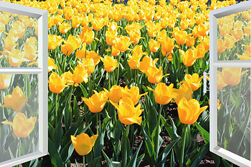 Image showing window to the spring yellow tulips field