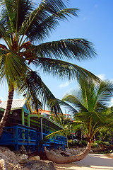 Image showing Rain forest  of Barbados