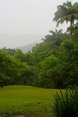 Image showing Rain forest  of Barbados