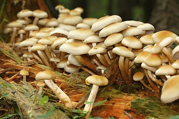 Image showing unidentified yellow mushrooms