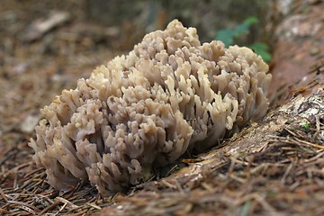 Image showing unidentified brown mushrooms