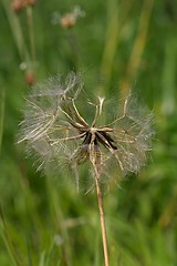 Image showing dry faded dandelion