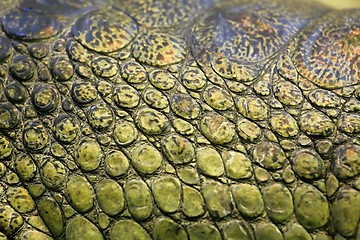 Image showing skin of the gavial