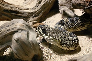 Image showing eastern diamondback rattlesnake