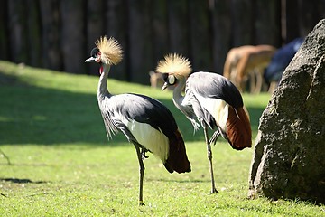 Image showing grey crowned crane