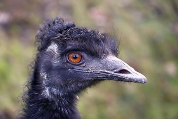 Image showing head of the emu