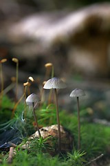 Image showing unidentified gray mushrooms