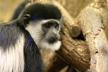 Image showing mantled guereza