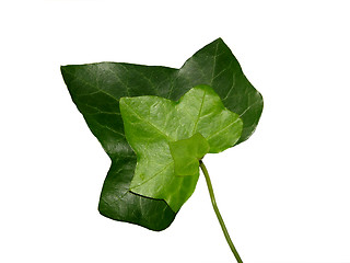 Image showing Threefold ivy leaf