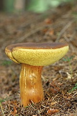 Image showing boletus badius