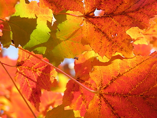 Image showing Fall leaves