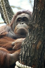 Image showing orangutan