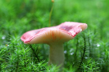Image showing unidentified red mushroom