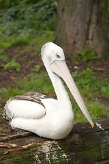 Image showing australian pelican