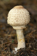 Image showing cystolepiota mushroom
