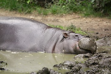 Image showing pygmy hippopotamus