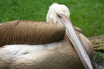 Image showing spot-billed pelican