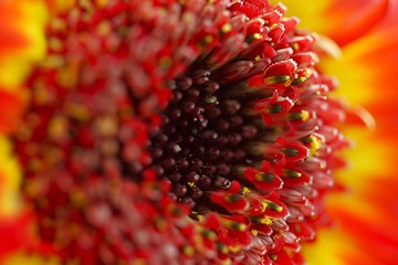 Image showing flower with red blossom