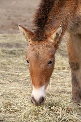 Image showing przewalski\'s horse