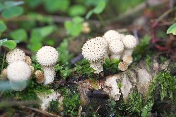 Image showing unidentified white puffballs