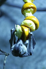 Image showing egyptian fruit bat