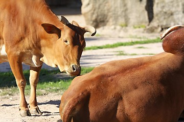 Image showing dwarf zebu