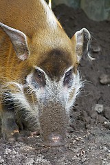 Image showing red river hog