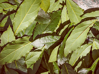 Image showing Retro look Bay tree leaf