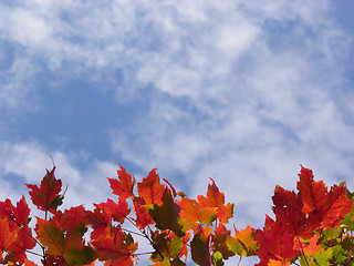 Image showing Autumn leaves