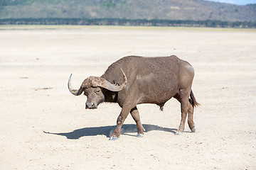 Image showing Wild African Buffalo.Kenya, Africa