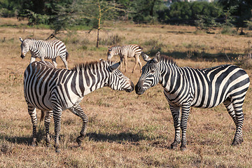 Image showing Zebras in the grasslands 