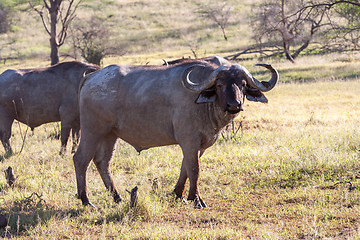 Image showing Wild African Buffalo.Kenya, Africa