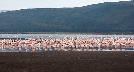 Image showing Flock of greater  pink flamingos 