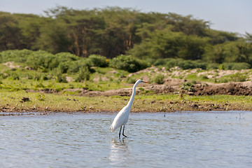 Image showing white heron 