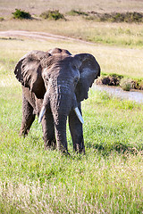 Image showing elephant walking in the savanna