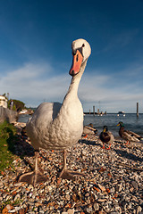 Image showing white duck on blue sky as background
