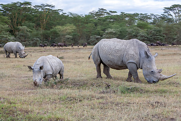 Image showing Safari - rhinos