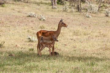 Image showing antelope and her cub on a background of grass