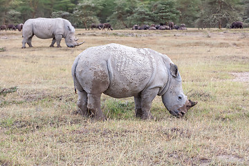 Image showing Safari - rhinos