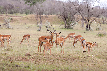 Image showing antelopes on a background of grass