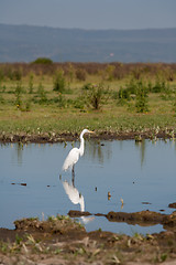 Image showing white heron 