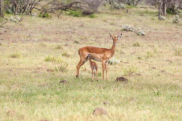 Image showing antelope and her cub on a background of grass