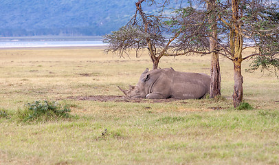 Image showing Safari - rhino