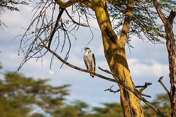 Image showing African Fish Eagle on a tree, Kenya