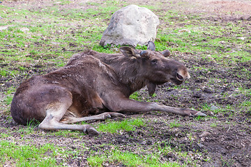 Image showing old elk without horns 