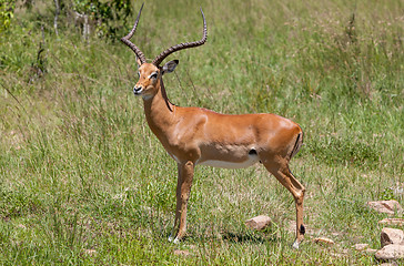 Image showing antelope on a background of green grass