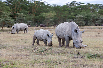 Image showing Safari - rhinos