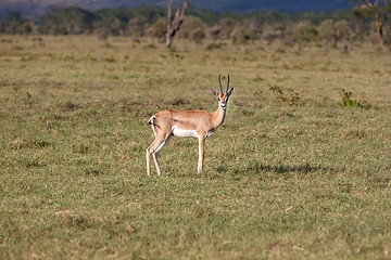 Image showing antelope on a background of green grass