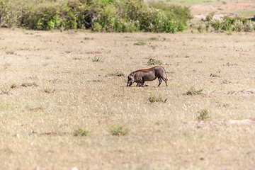 Image showing Warthog on the National Park of Kenya.  Africa