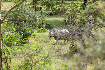 Image showing Safari - rhino